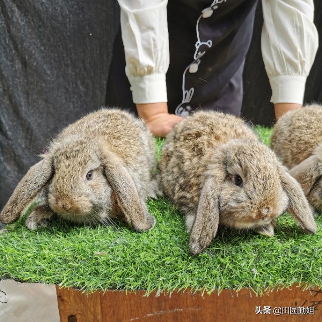 兔子好養嗎？養殖兔子有什麽注意事項？
