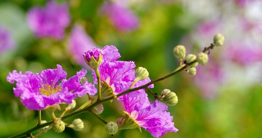 有关紫薇花的诗词，“醉”是迷人美如画-第20张图片-诗句网