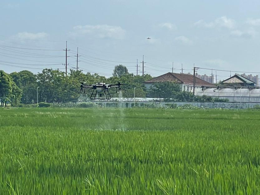 无人机“打药水”，20分钟完成60亩稻田的农药喷洒工作