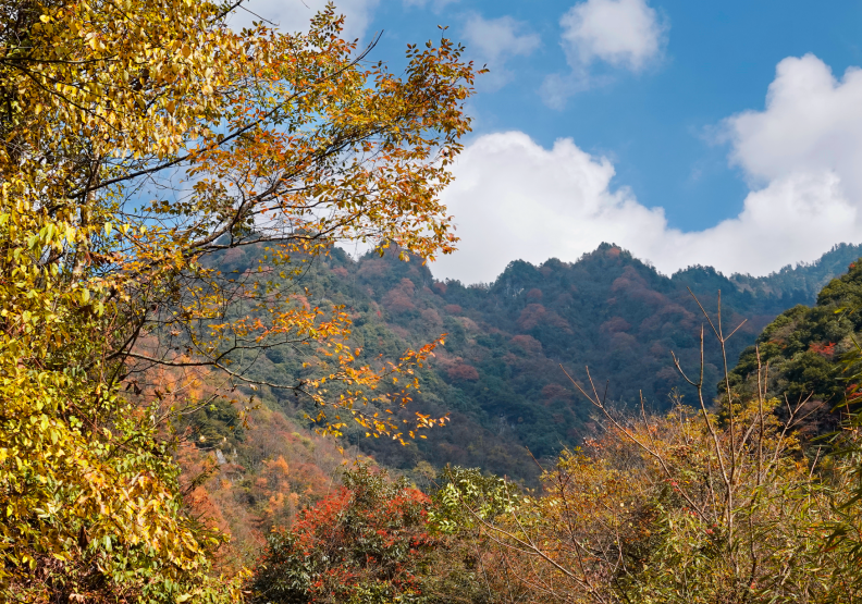 四川|媲美光雾山！平武这条沟，藏着一个惊艳的彩林秘境！