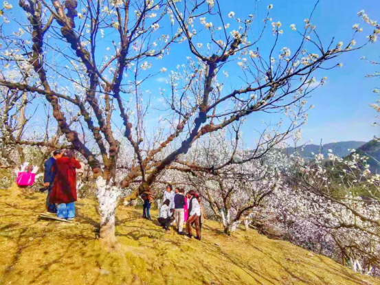 云南省罗平县：春花竞相开放 相映成趣