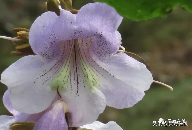 这里的梧桐花开了 灵寿在线 Mdeditor