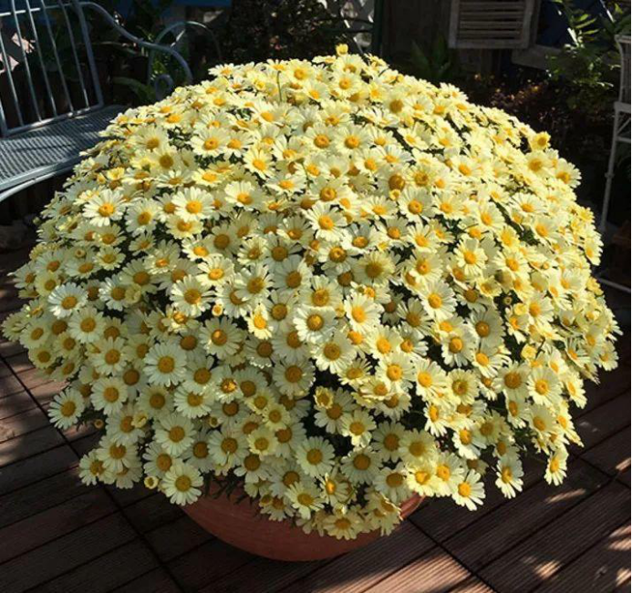 8种 早春花 开花早 花期长 耐寒 抗旱 比绿萝都皮实好养 资讯咖 8种 早春花 开花早 花期长 耐寒 抗旱 比绿萝都皮实好养 资讯咖