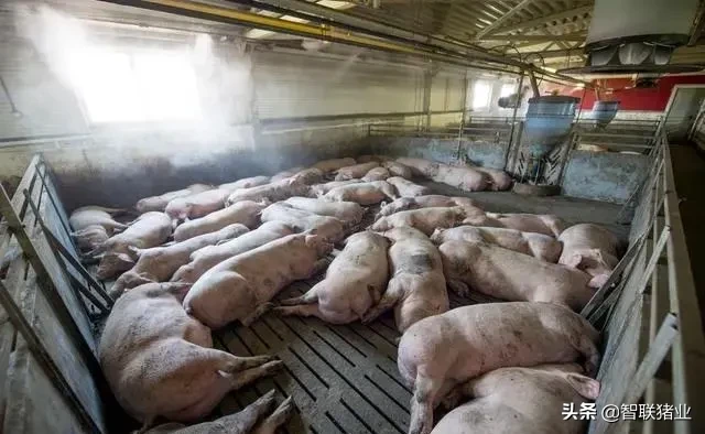 今日猪价！全国继续飘红，东北领涨