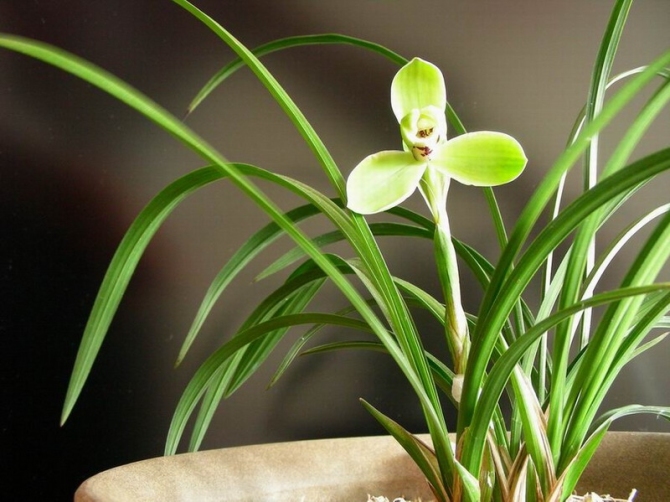 詳解春蘭 蕙蘭 建蘭 寒蘭 墨蘭 春劍 蓮瓣蘭的鑑別 資訊咖