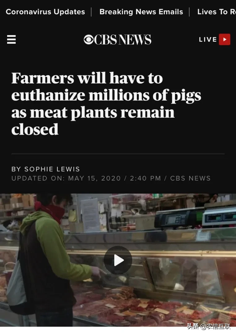 疫情下，美国死猪堆积如山！近40%猪肉产能停摆