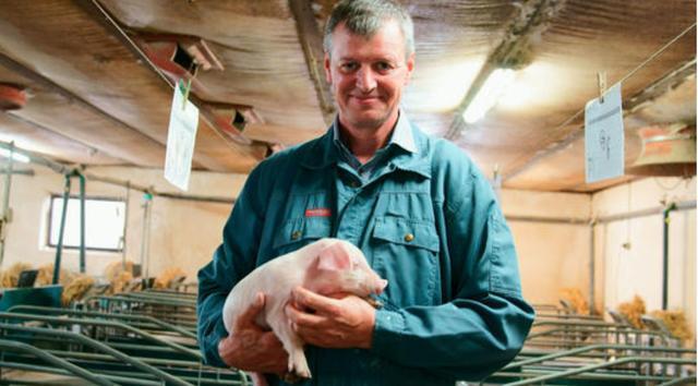 都說(shuō)美國(guó)養(yǎng)豬是世界第一，真是如此嗎？放眼全球哪國(guó)養(yǎng)豬最厲害？