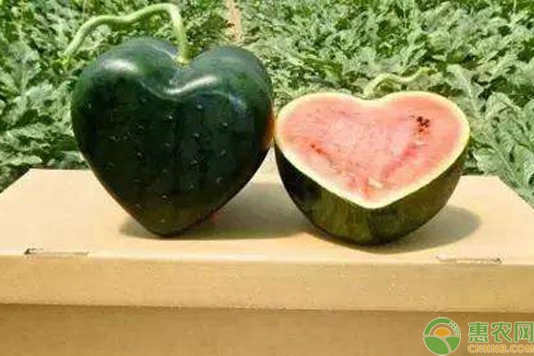 心形西瓜是怎么种出来的？心形西瓜的种植前景
