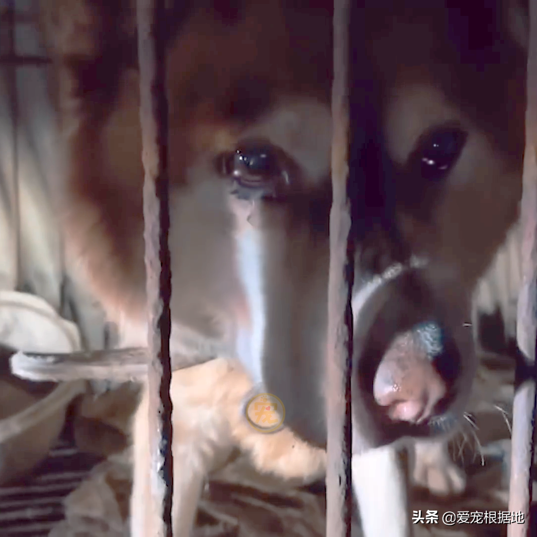 被人关在笼里10年的狗狗，获救后已无法走路，叼着食物不愿撒嘴