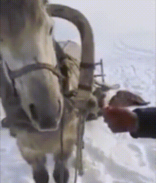 食草動物只吃素？牛馬羊鹿也吃雞