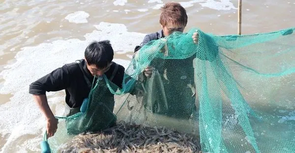 疾病发生有预兆!看虾须知虾病,对虾“断须”预示着哪种疾病?