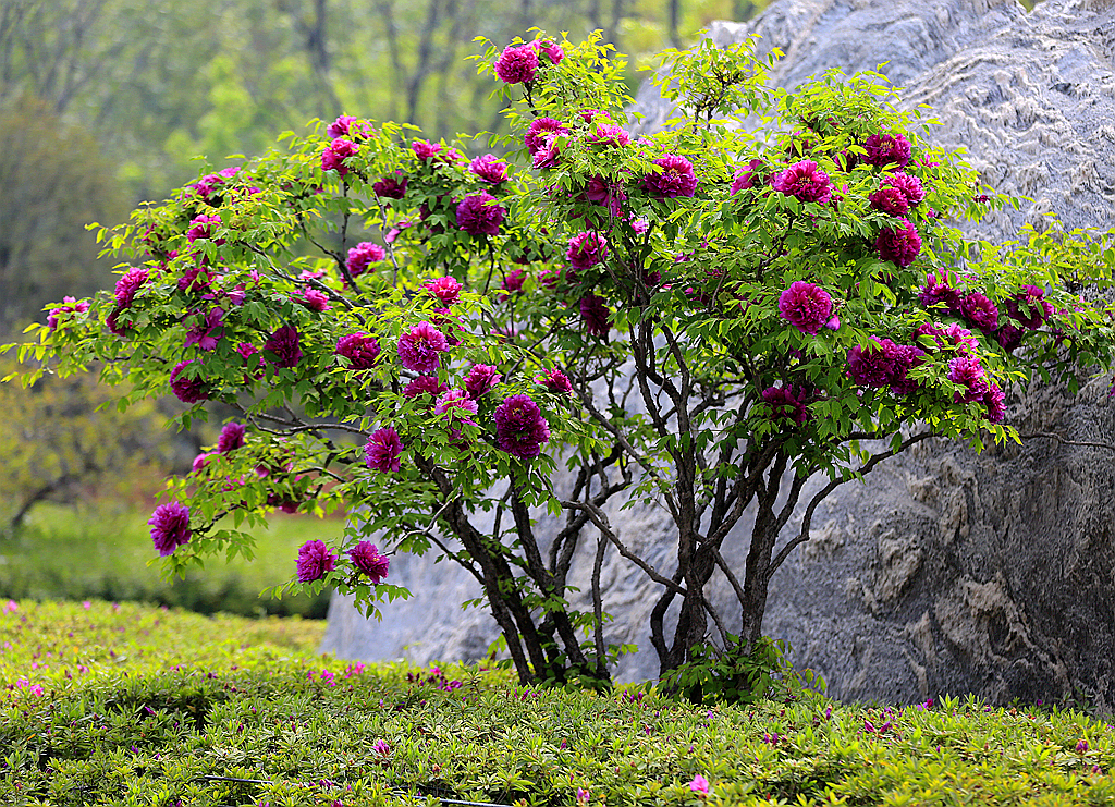 游九州池 看百年牡丹树-国花牡丹