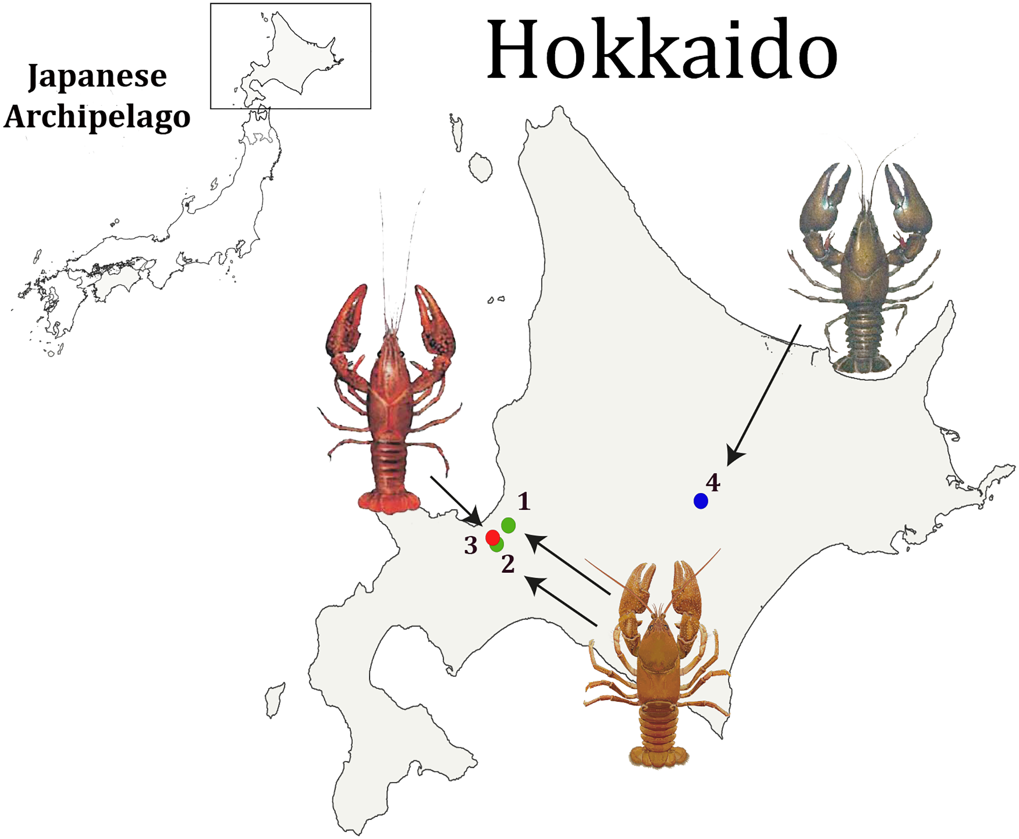 日本曾主动引进小龙虾，疑为处理尸体，为何现将其列为入侵物种？