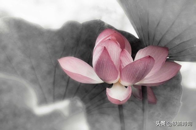 瞿定谈｜格律四首：航天、荷花、故乡、才女