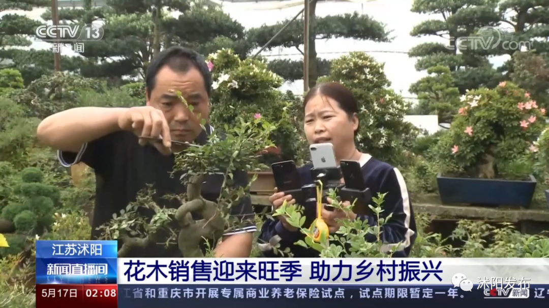 重磅！央视一天两次为沭阳点赞，诚信标签助力沭阳花木转型进级