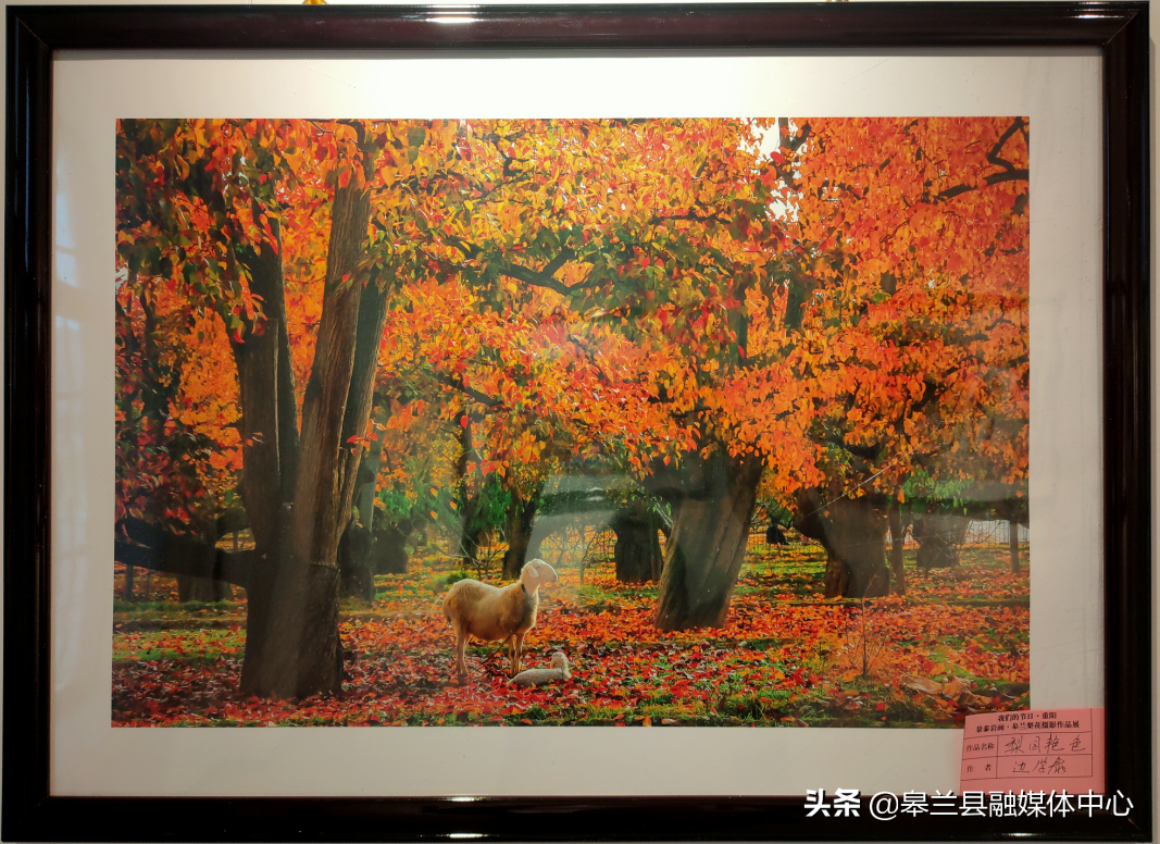 �����ؾٰ조��̩�һ��������滨����Ӱ��Ʒչ