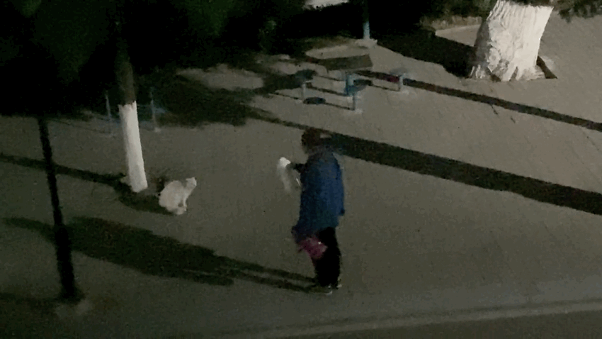 高校流浪猫深夜乱叫，被老师拦在路上教育，猫咪受训的样子太可爱