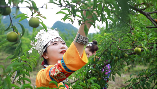 贵州长顺：千亩蜂糖李成熟 即将上市