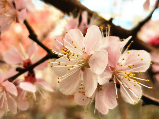 新疆若羌县：小镇春来早 杏花枝头俏
