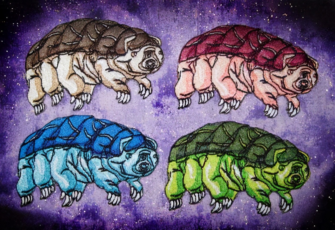 超强生存力的水熊虫外表其实很简单