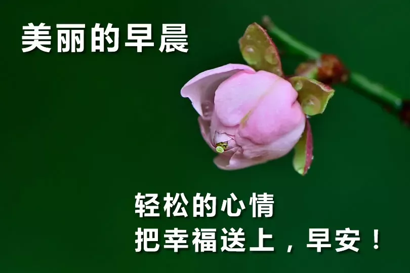早上好问候语动态表情图文字，微信新的漂亮祝福语图片图片