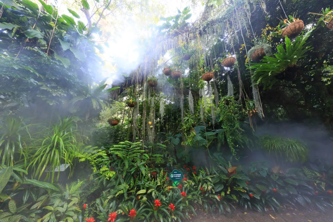 植物园雨林雾森时间调整,还将有这些变化