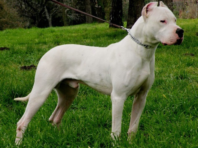 世界十大最危险猛犬(全球10大被禁养的猛犬,比特犬第一,藏獒第七,你