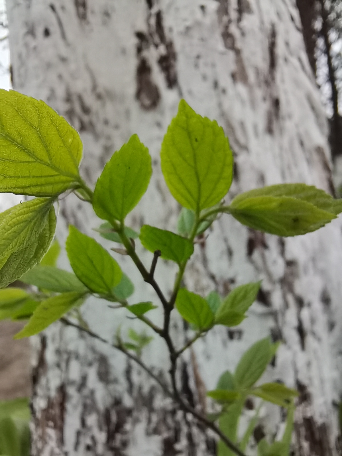 荣耀30S上手体验之工程师奇遇记，你没见过的全新生活化测评