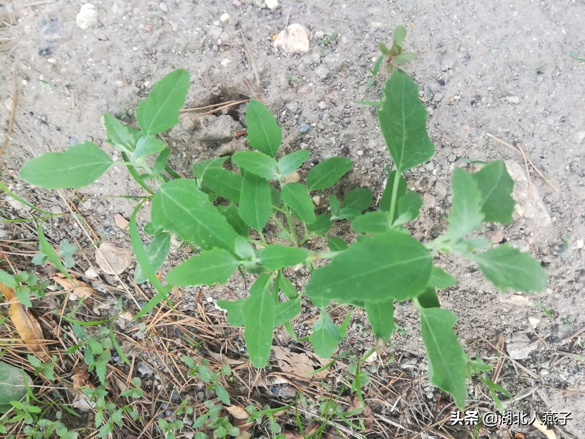 春天挖野菜，送你70种野菜图片大全，教你认识不同的野菜和吃法