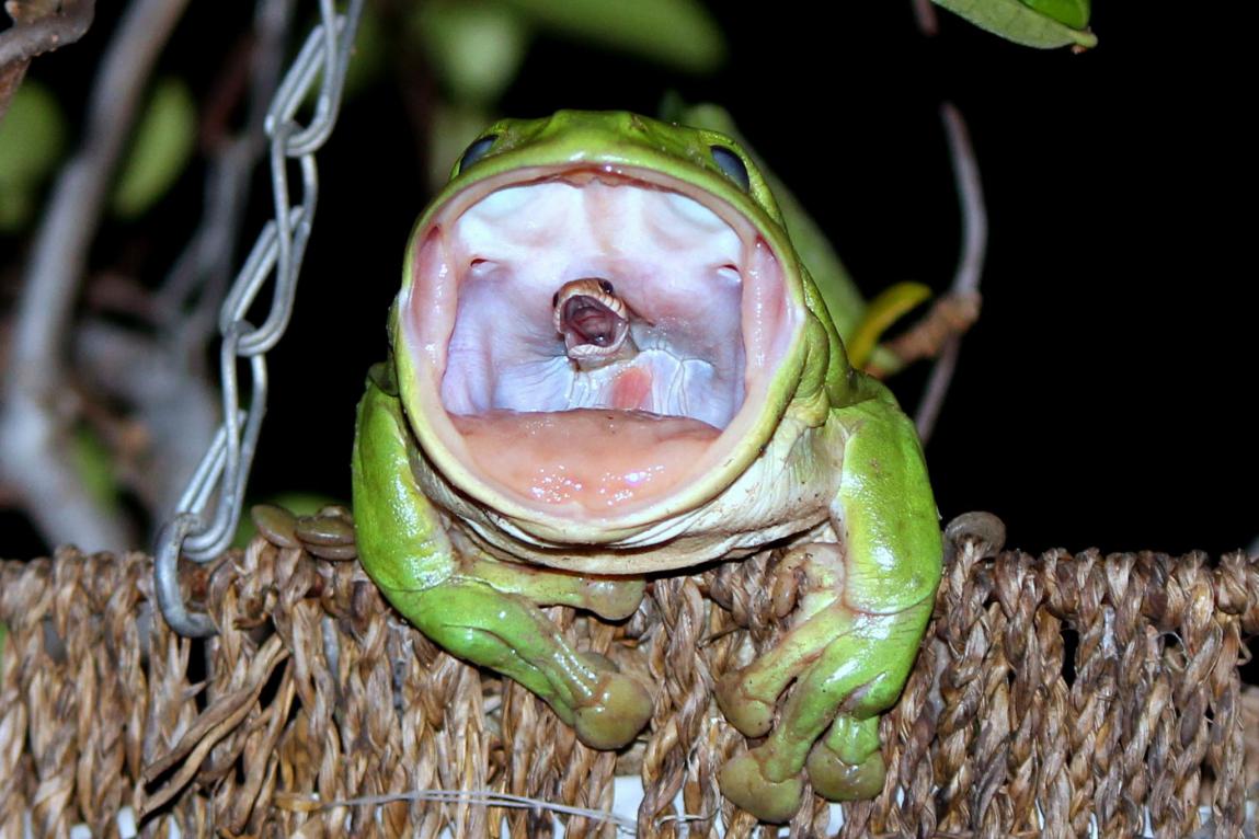 专吃毒蛇的青蛙，为什么它不怕中毒？