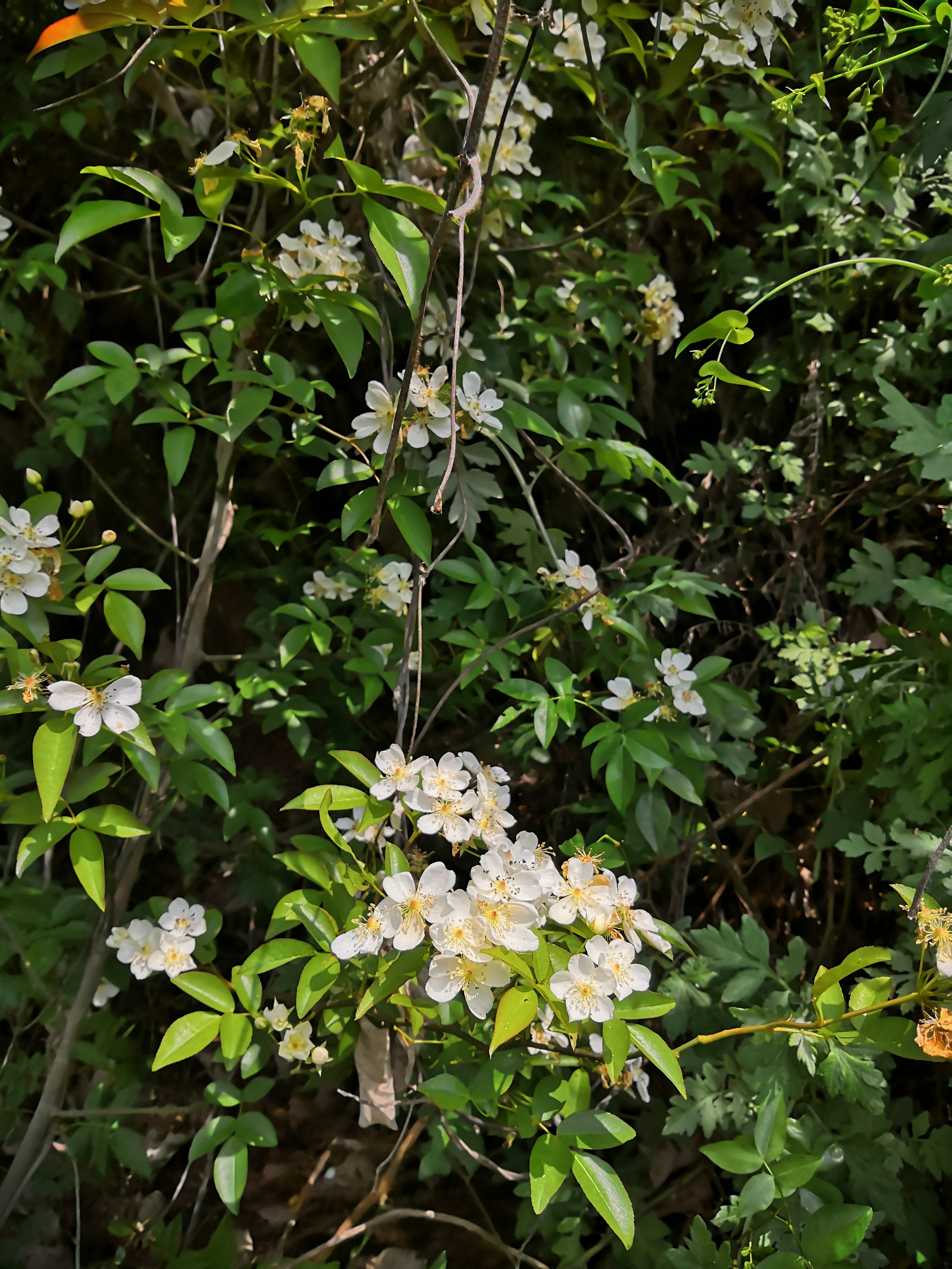 奉节县石岗乡一个山清水秀人杰地灵的地方，春天景色正美