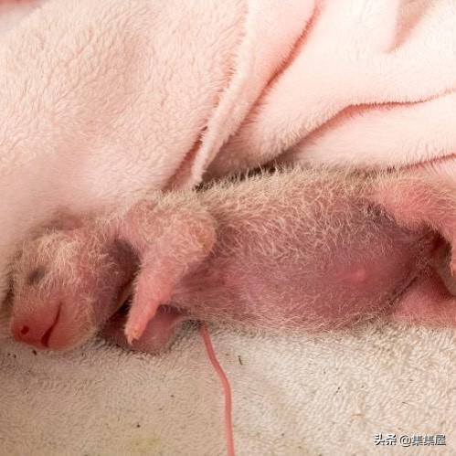 来自动物世界的22个有趣事实-第4张图片-大千世界