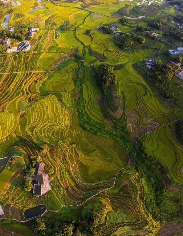 高粱红了！稻子黄了！泸州田野“丰”景如画~