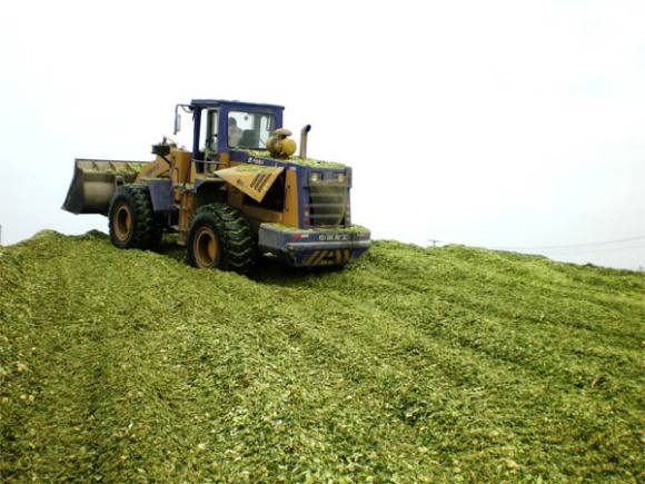 农乐生物 微生物发酵剂可发酵原料种类