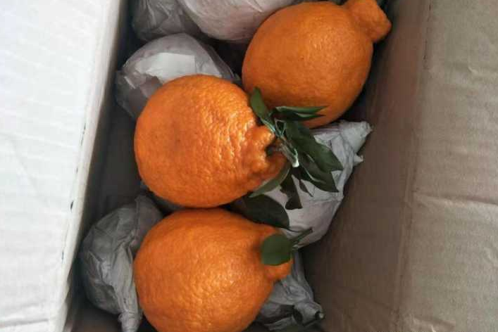 買醜橘，硬的軟的哪種好？ 教您4招挑選技巧，容易買到香甜多汁的