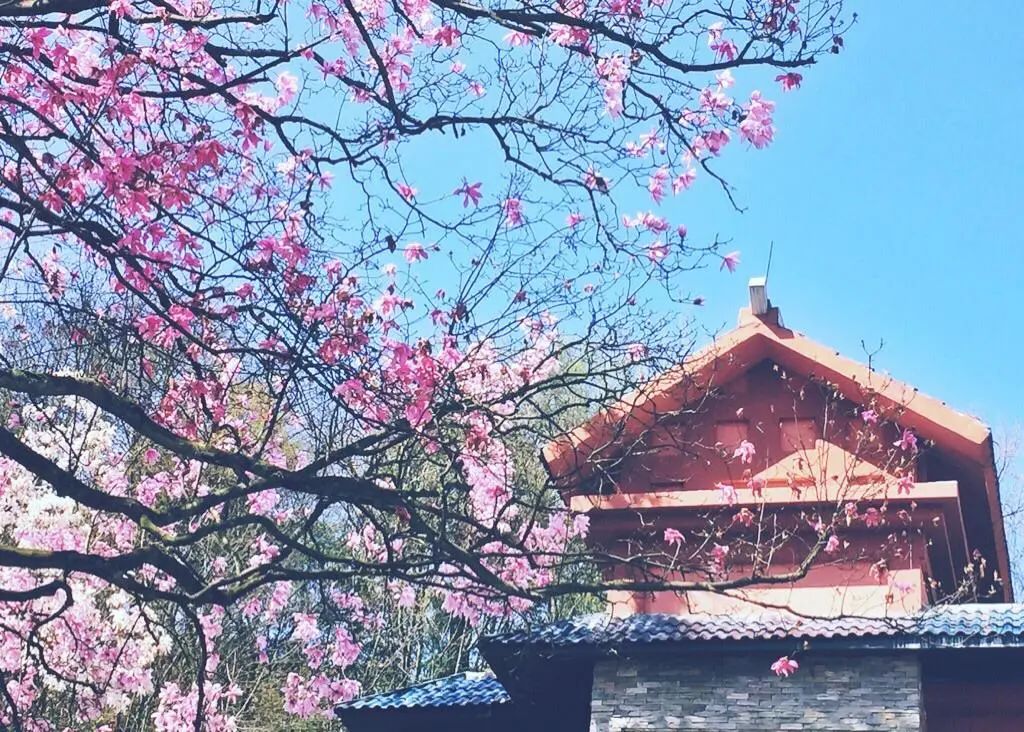这才是3月最值得去的绝美旅行地，藏着中国最绝美的春天