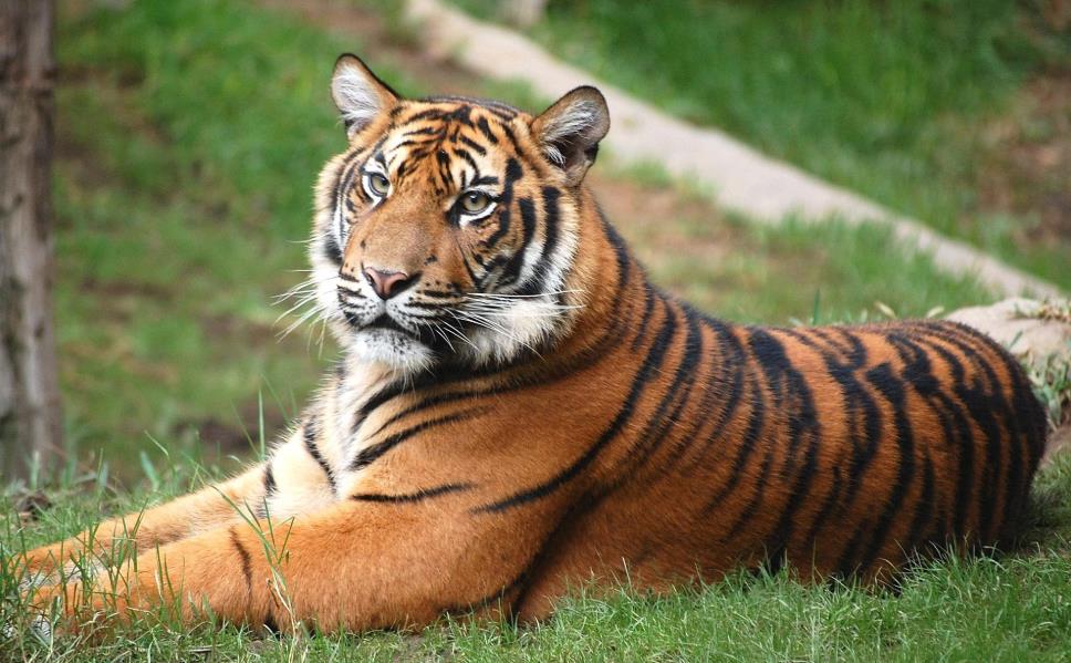 食人虎，流窜多国吃下400多人，在老虎被击毙之