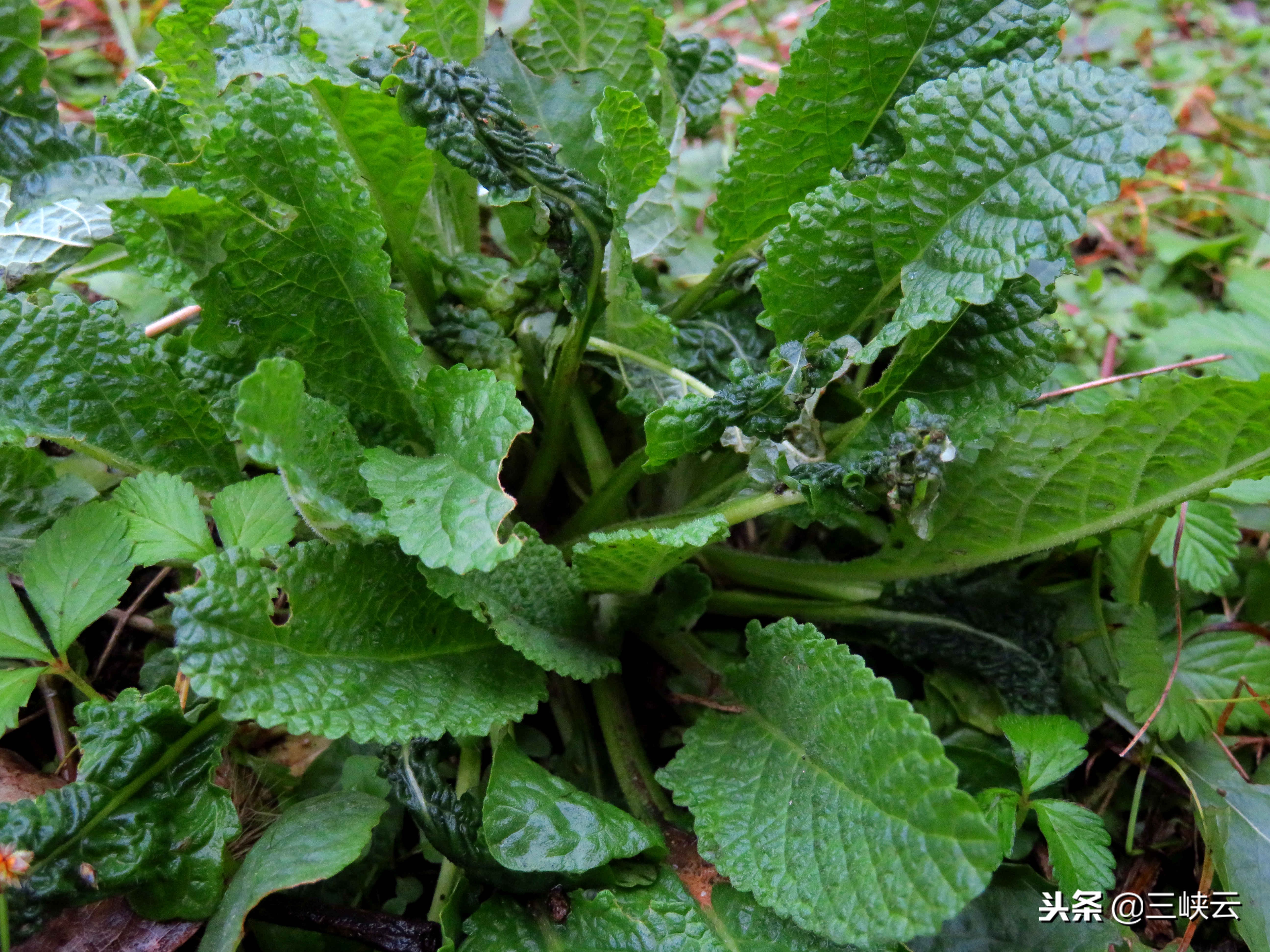 蛤蟆草泡水喝的功效与作用(癞蛤蟆草药用价值非常高,对咳嗽有特效,还