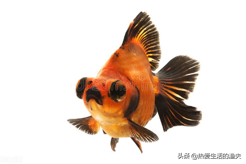 金魚苗期應該如何飼養 小金魚怎麼喂好呢 熱愛生活的漁夫 Mdeditor