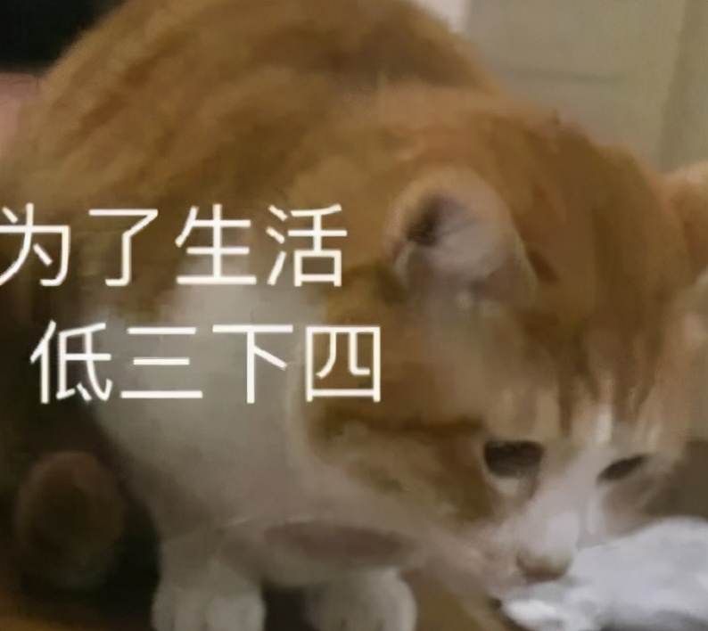 做错|张韶涵称我没做错为什么要道歉 艺人们不得不卑微