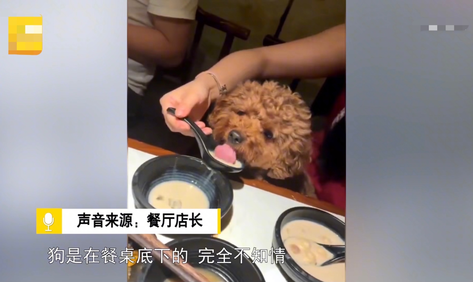 江苏一女子带狗吃饭，用餐厅勺子喂狗喝奶茶，店经理：她太爱宠物了