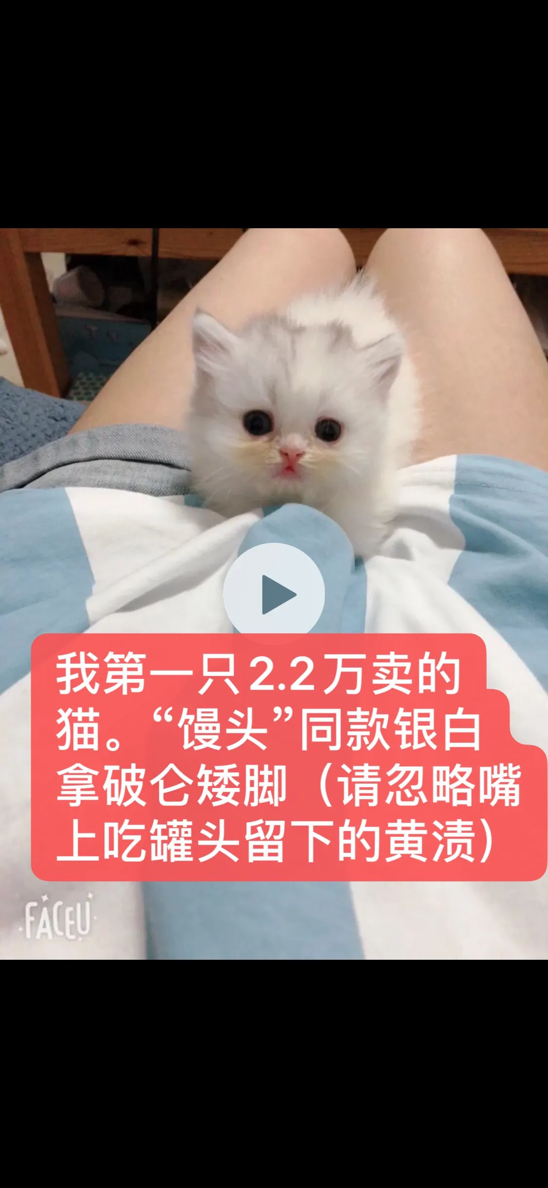 養貓2年賺35萬，這個副業投入少收益大