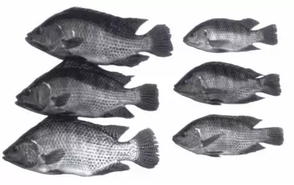 深度报告：蛋白质、渔业生物技术，对水产养殖有何影响？