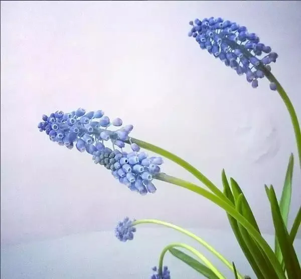 160種· 奇花異草,絕對有你沒見過的! 「下部分」