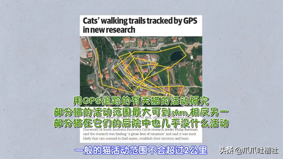 猫咪每日奔袭8公里，只为谈恋爱，谁说异地恋就没有好结局？