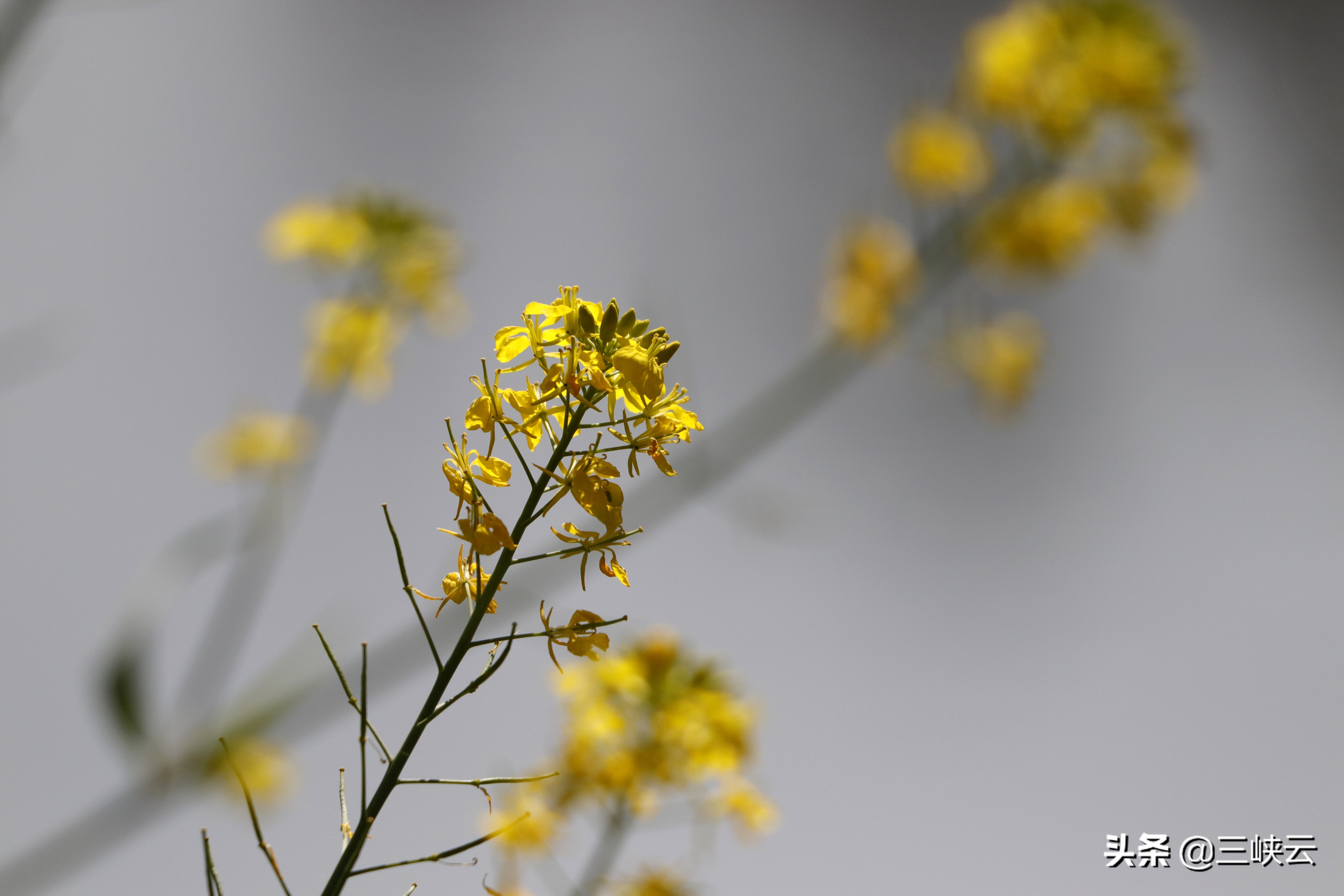 油菜花属于什么,油菜花代表什么(图7)