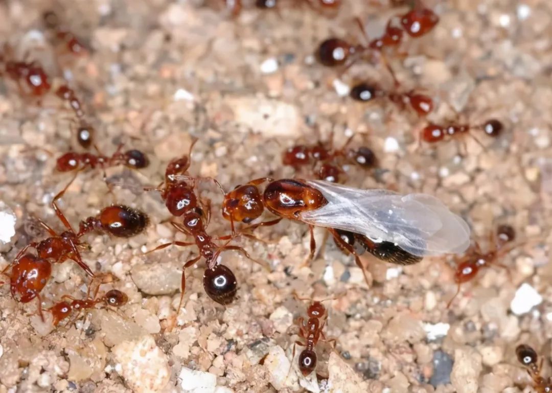 預防螞蟻的6種植物 薄荷首選上榜 最後1種家家戶戶都可隨便種 盧玉皛 Mdeditor