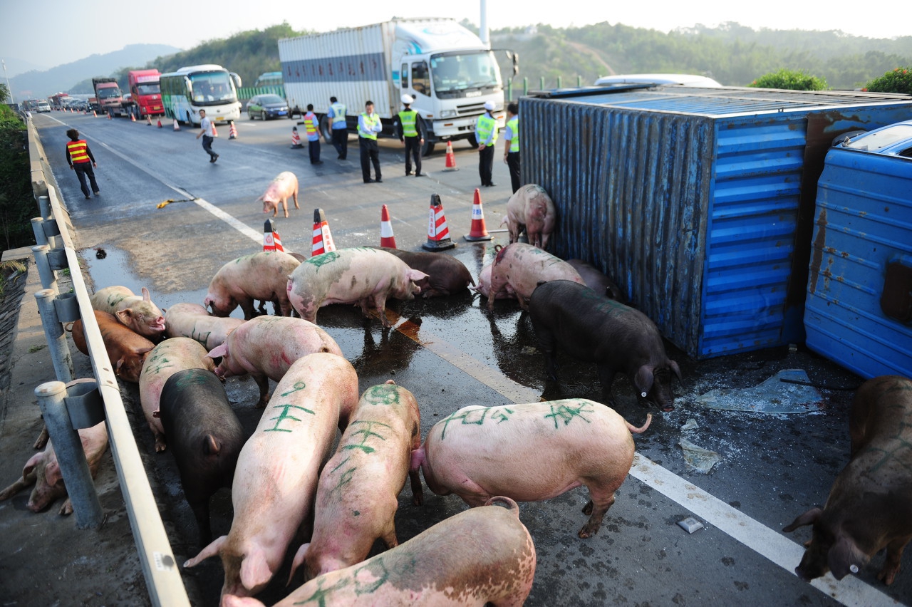 秋冬生猪常见病的防控