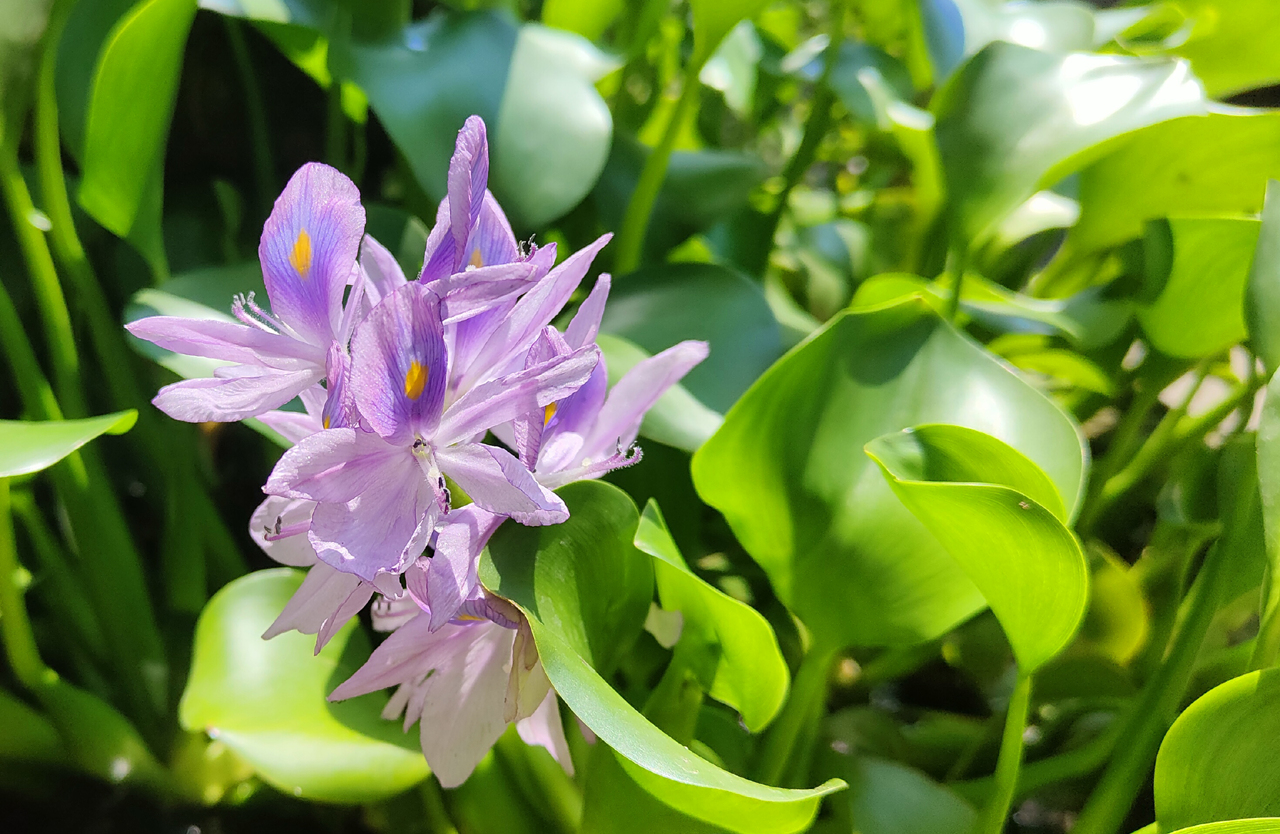 夏日里海风相伴，OPPO Reno5 Pro+记录厦门印象