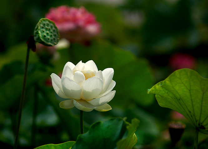 江南可采莲，十首采莲的诗词，带你欣赏荷塘的美景-第11张图片-诗句网